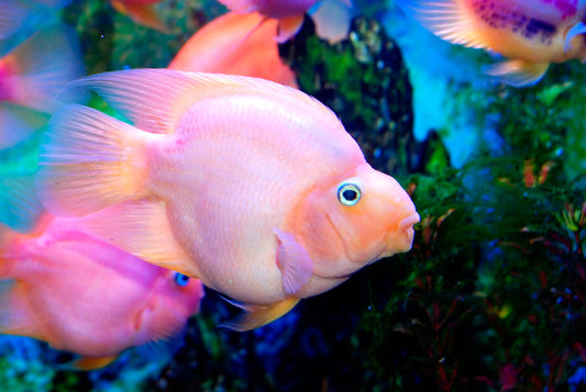 Pink Parrot Cichlid 2.0–2.5” – Live Freshwater – Vibrant Colorful Juvenile Fish