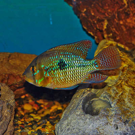 Geophagus Brasiliensis Cichlid 6–7 Inch Live Freshwater Large Eartheater Fish