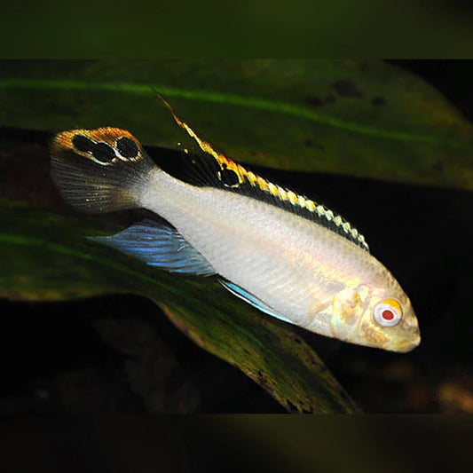2 Pack Albino Kribensis 1-1.25" Live Freshwater Fish Dwarf Cichlid Rare.