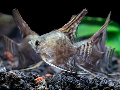 3-Pack Smokey Angel 1.5–2” – Live Freshwater Angelfish – Peaceful Community Fish