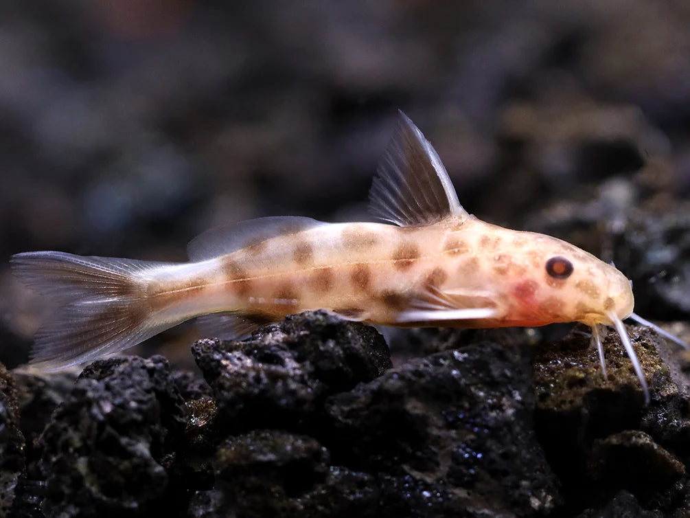 Pink Synodontis Petricola 1.5-2 Inch Live Freshwater Catfish Aquarium Pro