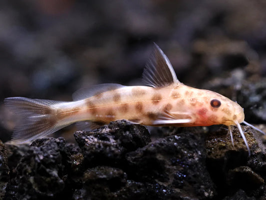 Pink Synodontis Petricola 1.5-2 Inch Live Freshwater Catfish Aquarium Pro