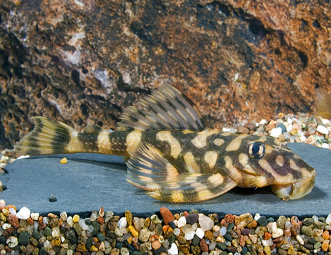 Butterfly Pleco L52 4-5” – Live Freshwater Plecostomus Aquarium Fish