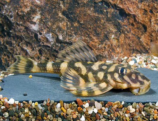 Butterfly Pleco L52 4-5” – Live Freshwater Plecostomus Aquarium Fish