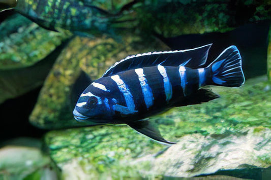 2-Pack Demasoni Cichlid 1.0–1.5” – Vibrant African Freshwater Aquarium Fish