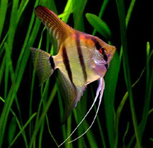 Peruvian Scalare Angelfish 2.5–3.0” (Wild) – Elegant South American Freshwater Fish