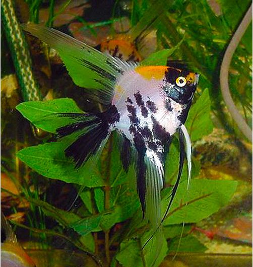 3-Pack Koi Veiltail Angel 1.5–2.0” – Live Freshwater Angelfish – Elegant Color