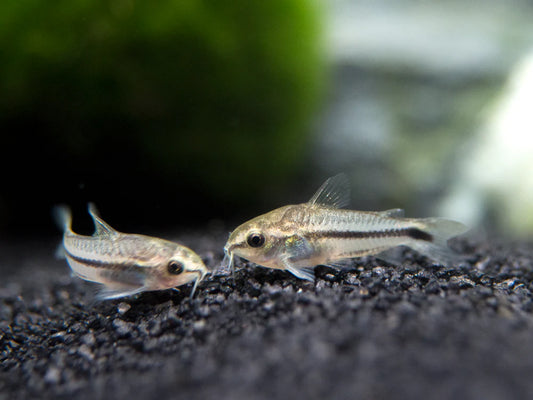 6-Pack Blackline Pygmy Corydoras 0.5 Inch Live Freshwater Nano Catfish