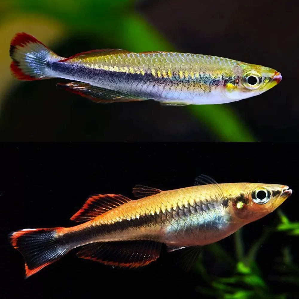 3-Pack Madagascar Rainbowfish 2.0–2.5” – Live Freshwater – Rare Active Species