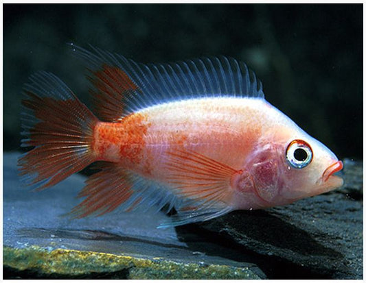 Red Devil Cichlid 2–2.5 Inch Live Freshwater Aquarium Fish Amphilophus Labiatus