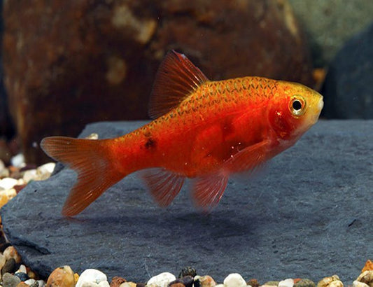6-Pack Red Glass Barb (Pethia conchonius) – Live Medium Peaceful Aquarium Fish