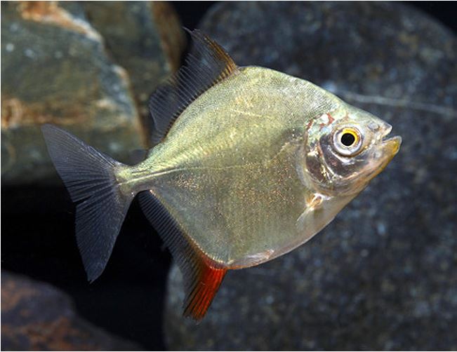 Red Hook Silver Dollar 3-3.5 Inch Live Freshwater Fish Aquarium Tropical Fish