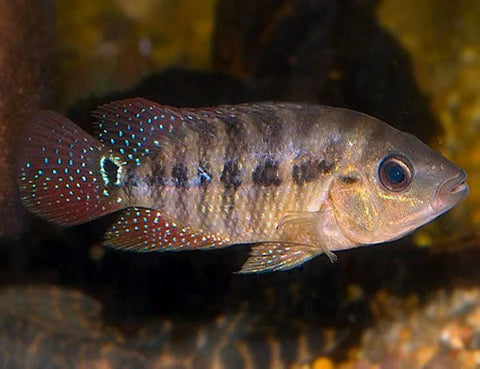 Festae Cichlid 2.5–3.0 Inch Juvenile – Red Terror – Live Freshwater Aquarium Fish