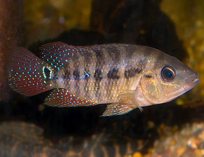 Festae Cichlid 2.5–3.0 Inch Juvenile – Red Terror – Live Freshwater Aquarium Fish