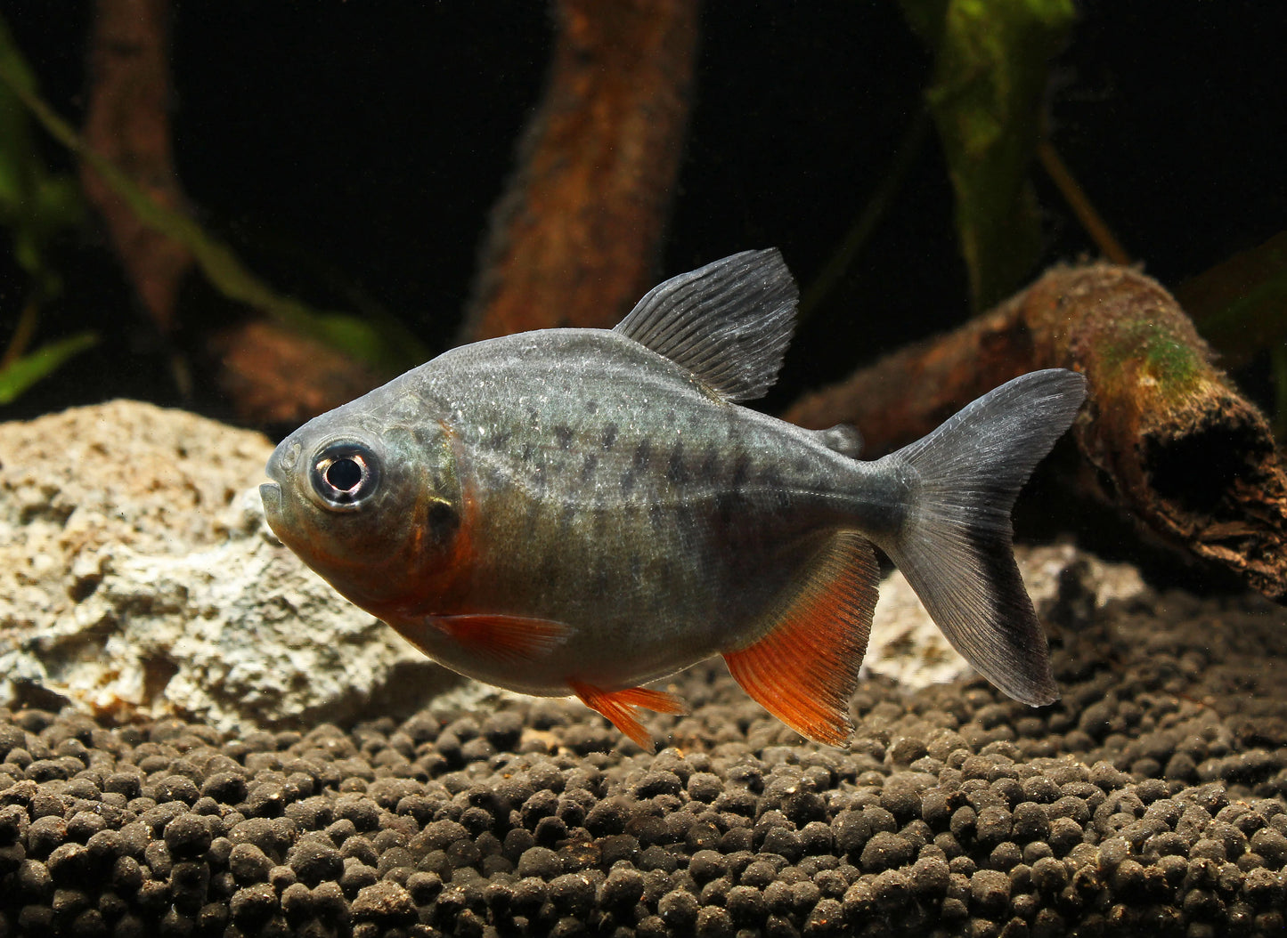 4-Pack Red Pacu 1-1.5” Each – Live Freshwater Fish (Colossoma macropomum)