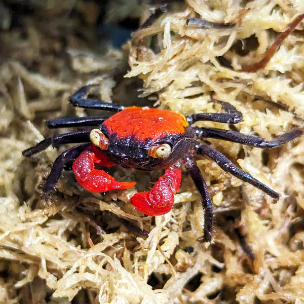 3 Pack Red Glove Crabs – Colorful Freshwater Semi Terrestrial Live Pet