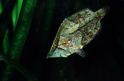 True Leaf Fish–” – Live Freshwater Oddball – Rare Peaceful Ambush Predator