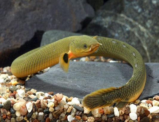 Rope Fish 8–10” – Live Freshwater Aquarium Oddball Fish for Community & Planted Tanks