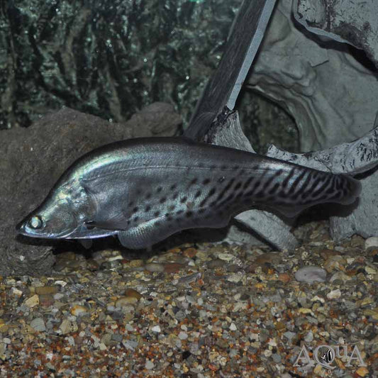 Royal Clown Knife Fish 3.0–3.5” – Live Exotic Freshwater Aquarium Fish for Large Tanks