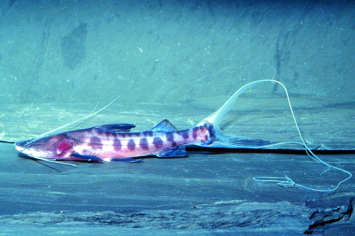 Juruense Catfish 3-4" Live Freshwater Fish Rare South American Bottom Fish