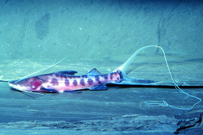 Juruense Catfish 3-4" Live Freshwater Fish Rare South American Bottom Fish