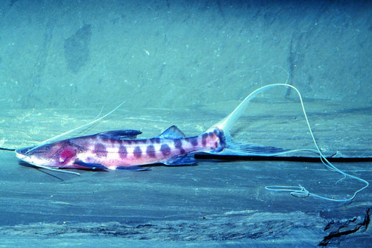 Juruense Catfish 3-4" Live Freshwater Fish Rare South American Bottom Fish