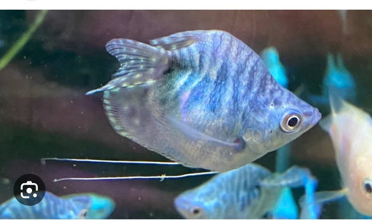 Blue Balloon Gourami 1.75–2” – Live Freshwater Fish – Peaceful Community Species