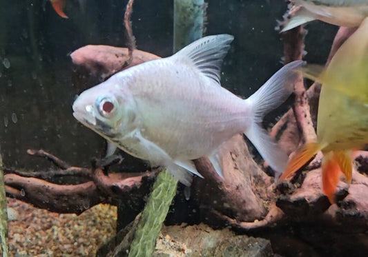 Platinum Tinfoil Barb 2-2.5 Inch Live Freshwater Fish Aquarium Rare Pro XL.