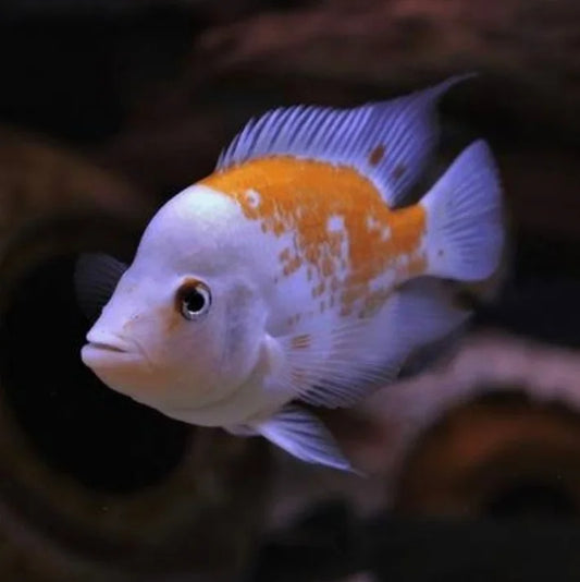 Red Devil Cichlid 2–2.5 Inch Live Freshwater Aquarium Fish Amphilophus Labiatus