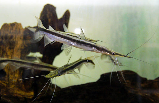 Lima Shovelnose Catfish 2.5–3” – Live Freshwater Aquarium Fish for Community Tanks