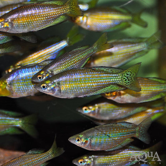 3-Pack Australian Rainbowfish Splendida Australis 1.5” – Live Freshwater Fish