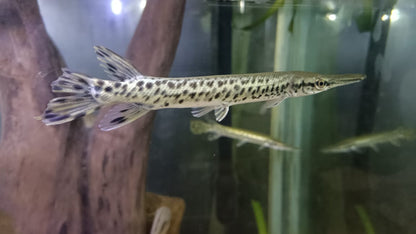 Alligator Florida Gar 4-5  Inch – Live Freshwater Predatory Fish – Rare & Impressive Species