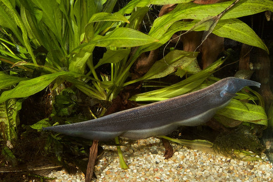 Elephant Nose Knife 5.5-6.5” – Live Freshwater Aquarium Fish – Rare & Intelligent