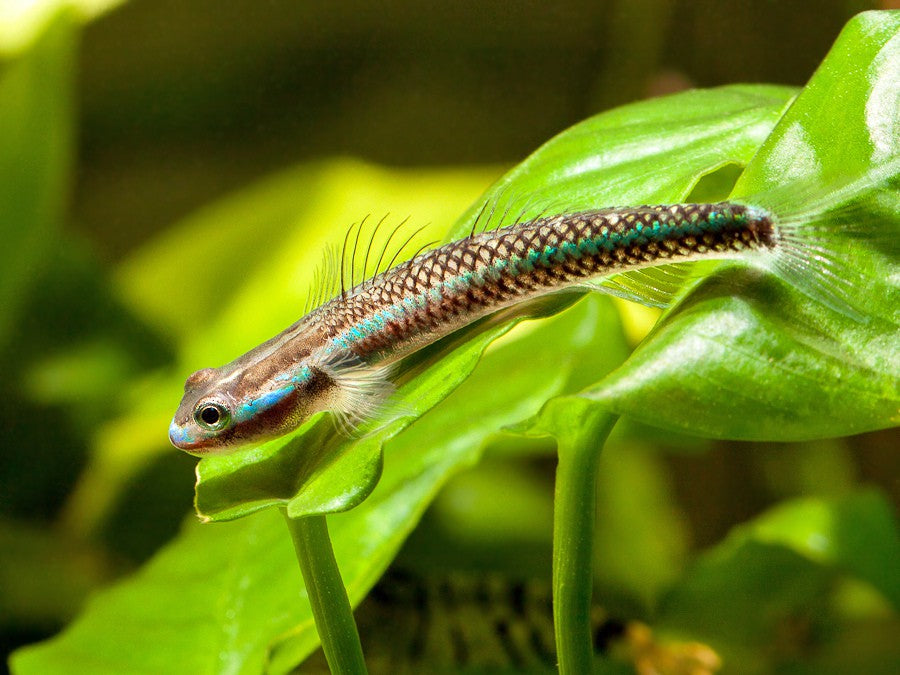 2-Pack Blue Neon Goby Stiphodon Semoni  1.0–1.5” – Live Freshwater – Rare Nano