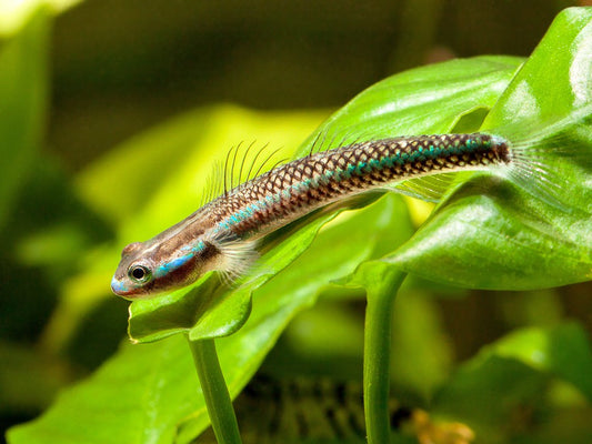 2-Pack Blue Neon Goby Stiphodon Semoni  1.0–1.5” – Live Freshwater – Rare Nano