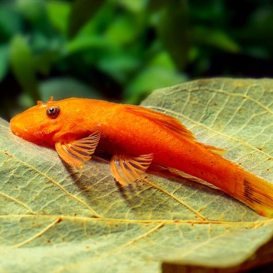 2-Pack Super Red Bristlenose Pleco 1.25–1.75” – Live Freshwater Aquarium Fish