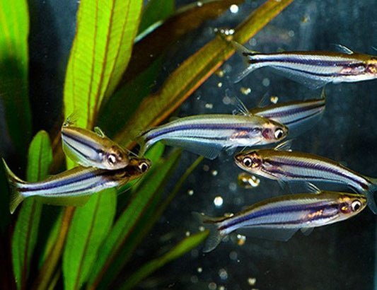 3-Pack Debauwi Catfish 1.5–2” – Live Freshwater Aquarium Fish for Community Tanks