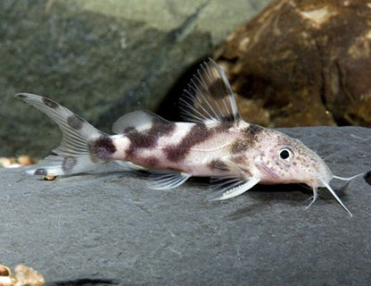 2-Pack Synodontis Decorus Catfish 1–1.25” – Live Freshwater Aquarium Community Fish