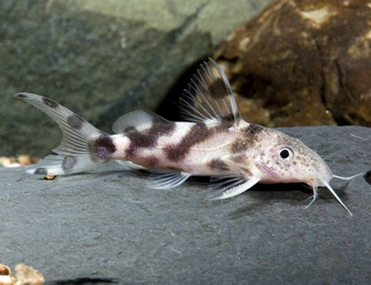 2-Pack Synodontis Decorus Catfish 1–1.25” – Live Freshwater Aquarium Community Fish
