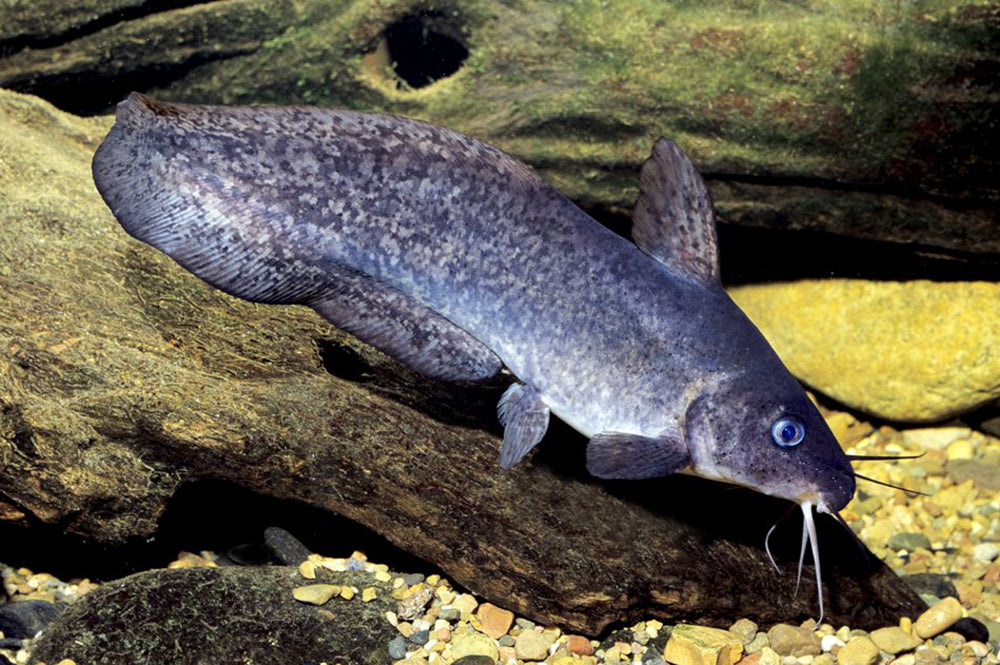 Eel Tail Panda Catfish 4–5” Live Fish – Rare Bottom Dweller Aquarium Fish.