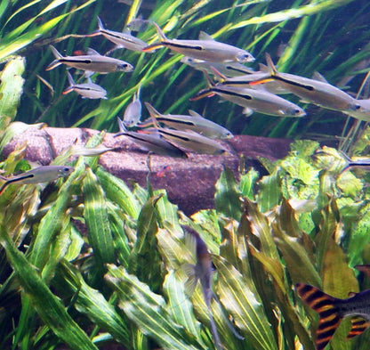3-Pack Redtail Hemiodus 3–4” Live Fish – Fast Schooling Silver Fish Group