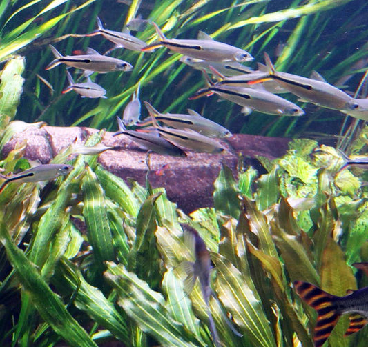 3-Pack Redtail Hemiodus 3–4” Live Fish – Fast Schooling Silver Fish Group
