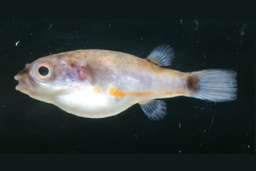 Samurai Puffer 1-1.5 Inch Live Freshwater Puffer Fish Rare Aquarium Oddball Fish