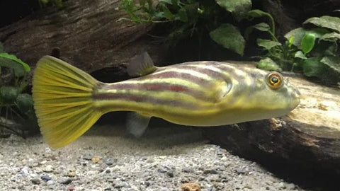 African Fahaka Puffer (Tetraodon lineatus) Tank Raised 1” – Live Freshwater Fish