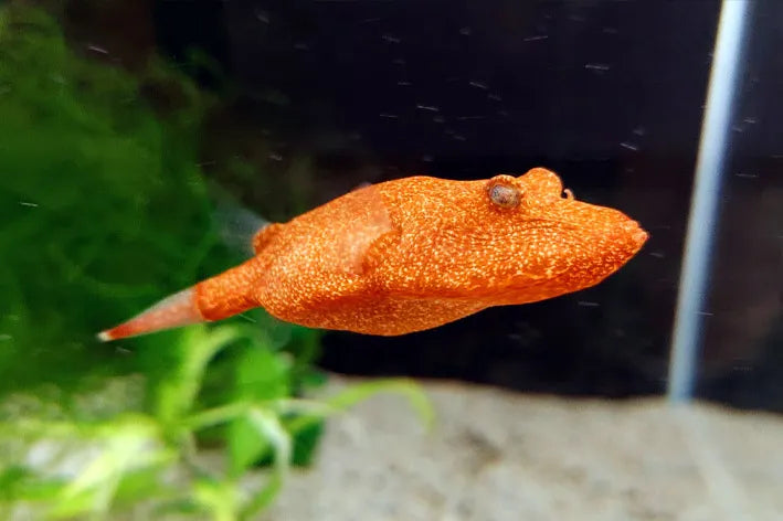 Tetraodon Miurus Potato Puffer 1.5” – Live Freshwater – Rare African Ambush