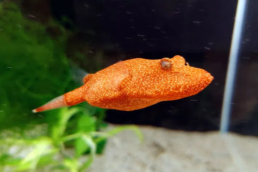 Tetraodon Miurus Potato Puffer 1.5” – Live Freshwater – Rare African Ambush