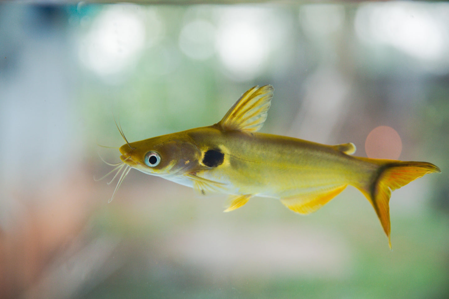 2-Pack Sun Catfish 1.5″ – Live Freshwater Aquarium Fish – Rare Golden Sun Cat