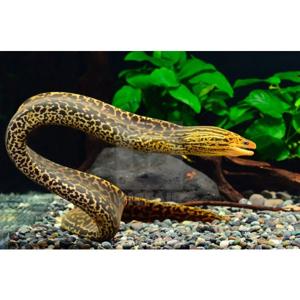 Tiger Moray Eel 8–10” – Live Exotic Freshwater Aquarium Fish for Experienced Keepers
