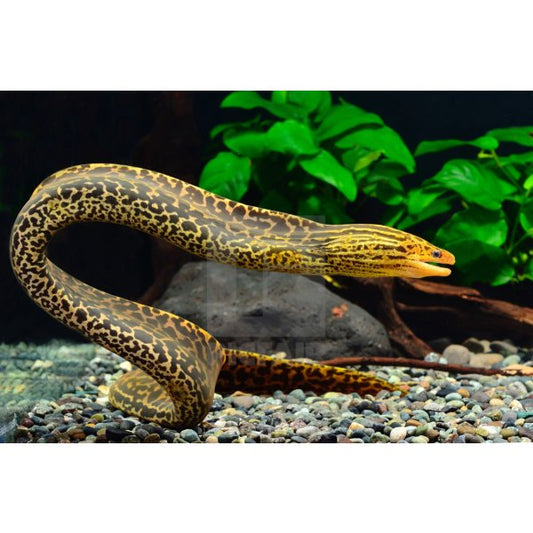 Tiger Moray Eel 8–10” – Live Exotic Freshwater Aquarium Fish for Experienced Keepers