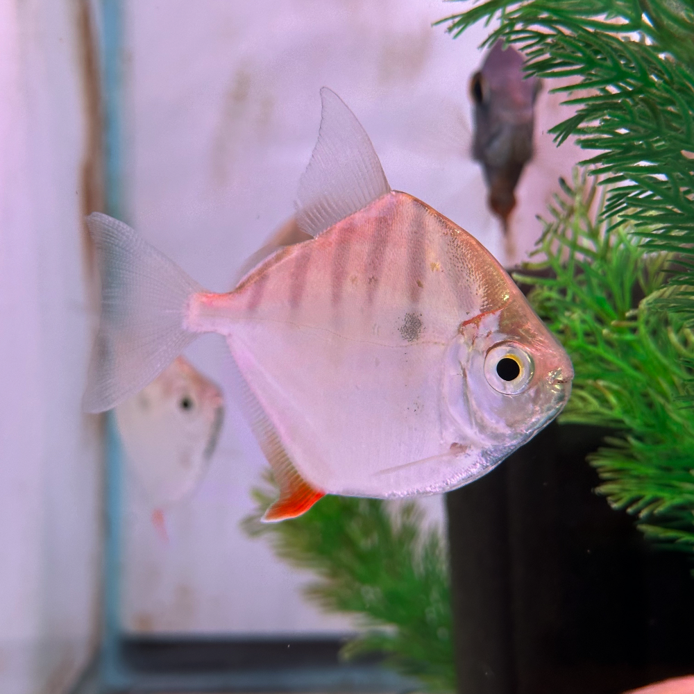 2-Pack Tiger Silver Dollar 1.5” – Live Freshwater Fish – Peaceful Schooling